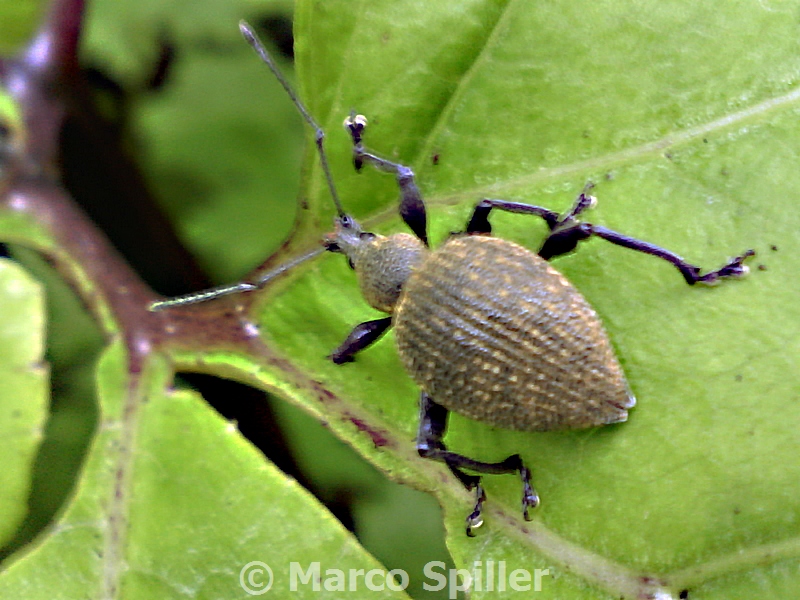 Otiorhynchus ?? cf.  O. armadillo